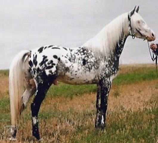 Arabian Appaloosa Horses